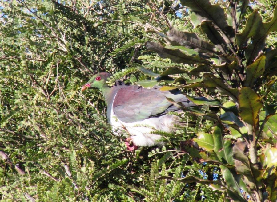 Birdsong Accommodation Hokitika Zewnętrze zdjęcie